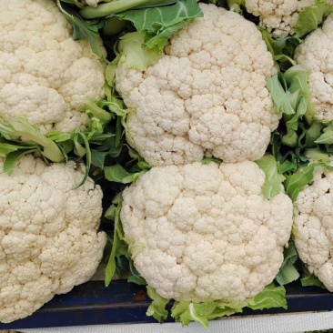 菜花有机松花菜白面青梗散花聊城花菜货源稳定代收