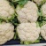 菜花有机松花菜白面青梗散花聊城花菜货源稳定代收