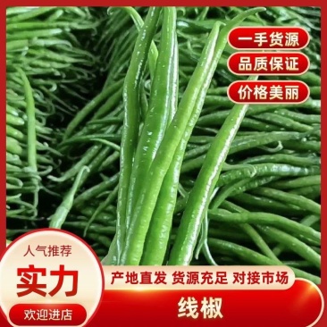 河南鲜辣椒夏邑线椒青条黑条产地自供货源充足价格