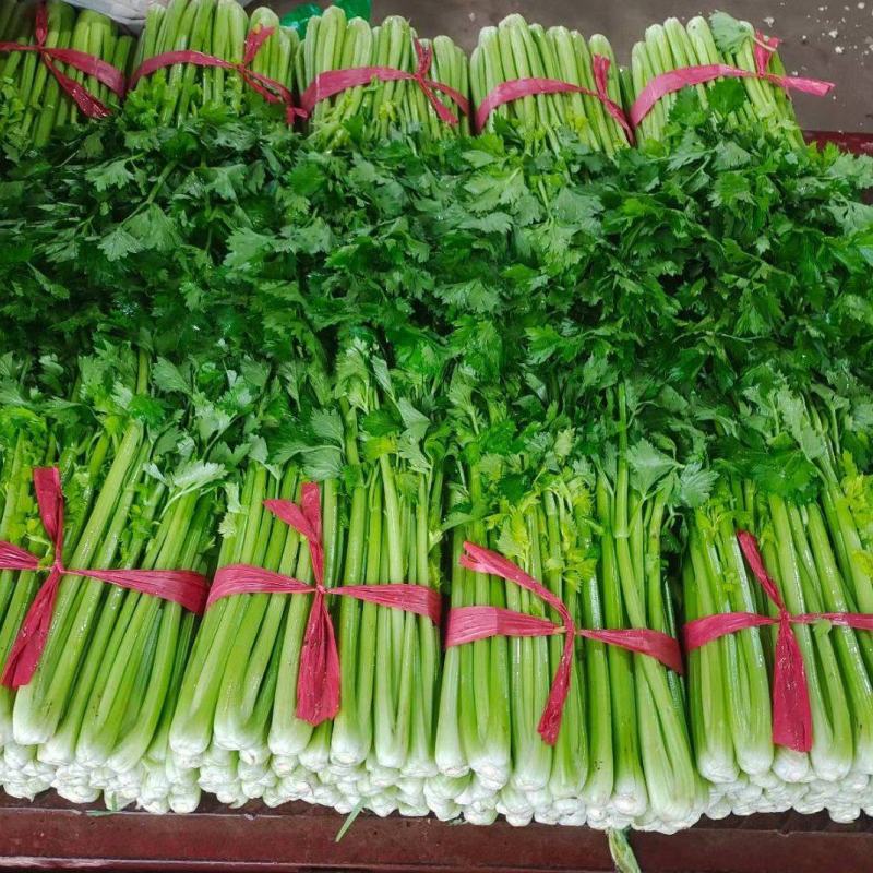 西芹聊城精品芹菜皇后芹菜货源稳定代收代发全国市场
