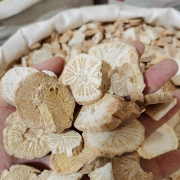 防己中药材