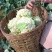 【立即下单】四川松花菜菜花价格真实品质保证支持视频看货