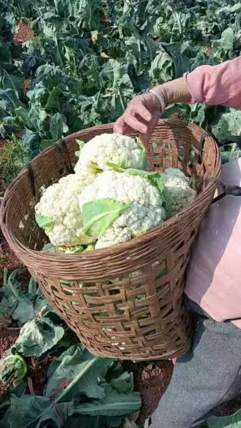 【立即下单】四川松花菜菜花价格真实品质保证支持视频看货