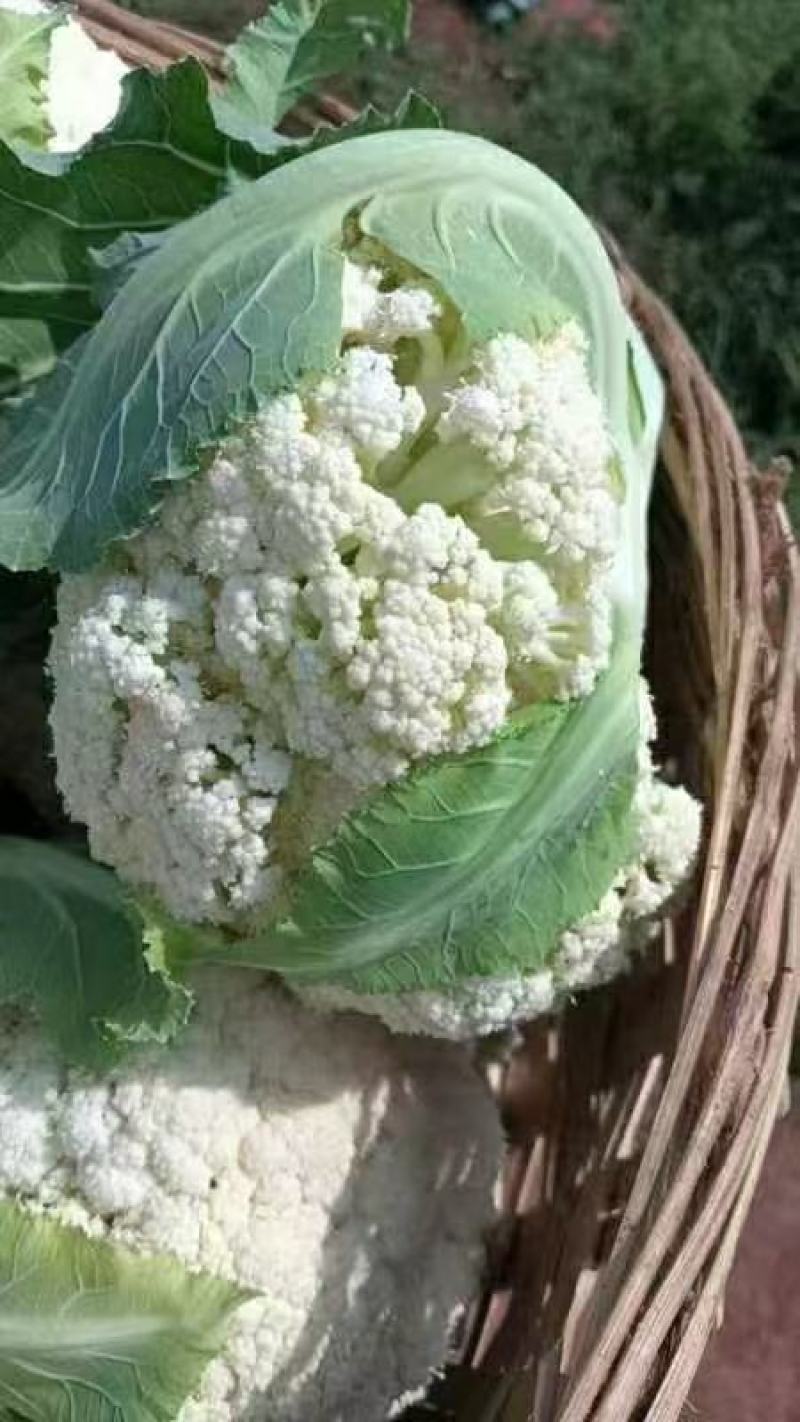 【立即下单】四川松花菜菜花价格真实品质保证支持视频看货