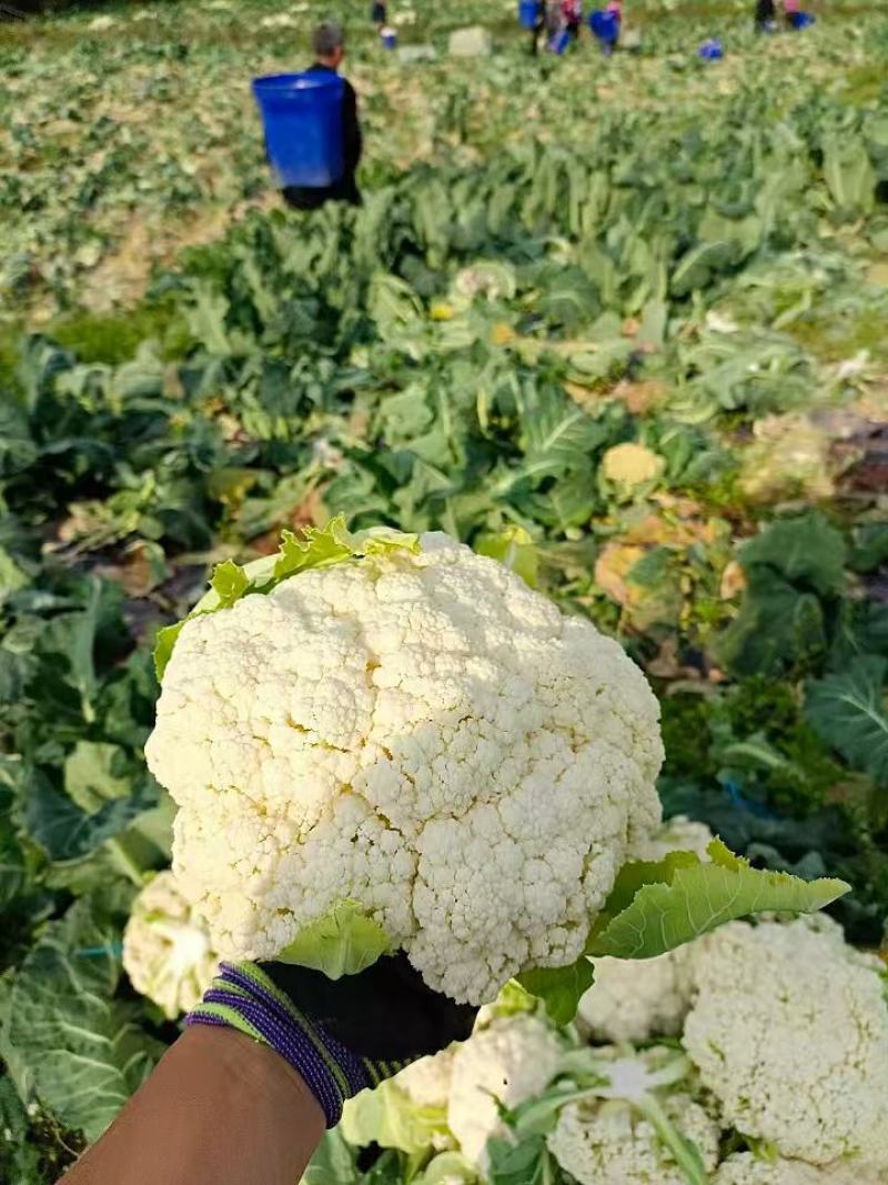 【立即下单】四川松花菜菜花价格真实品质保证支持视频看货