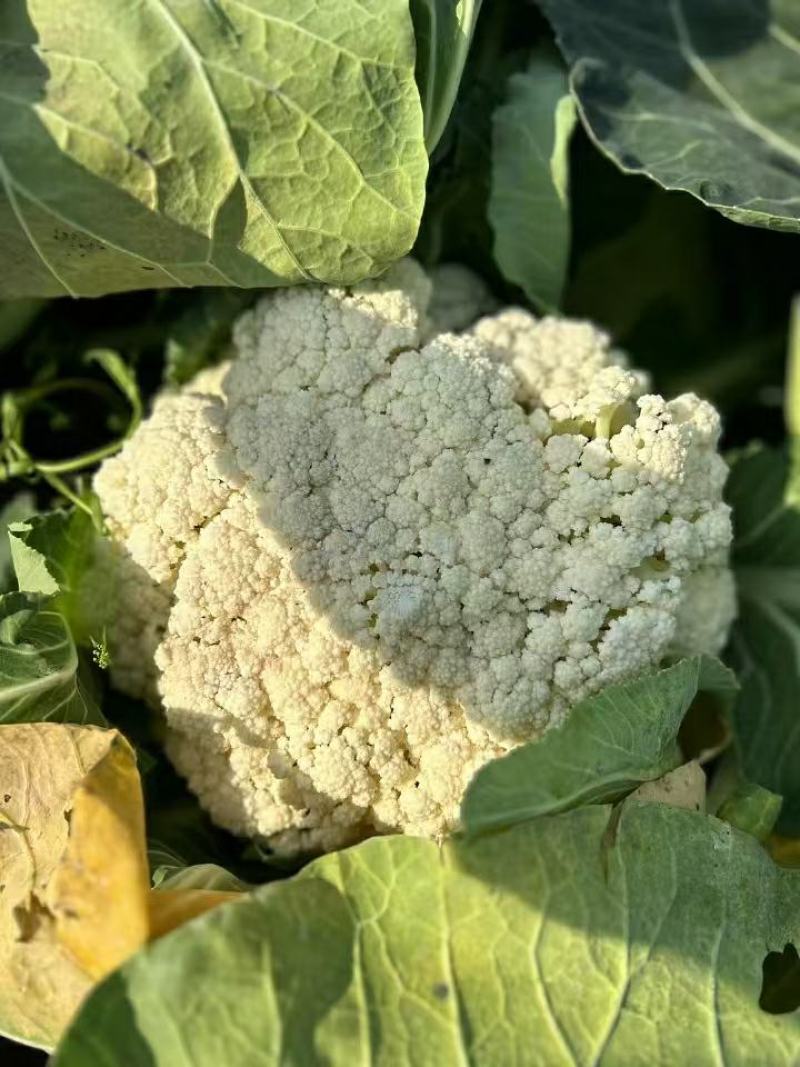 【立即下单】四川松花菜菜花价格真实品质保证支持视频看货