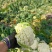 【立即下单】四川松花菜菜花价格真实品质保证支持视频看货