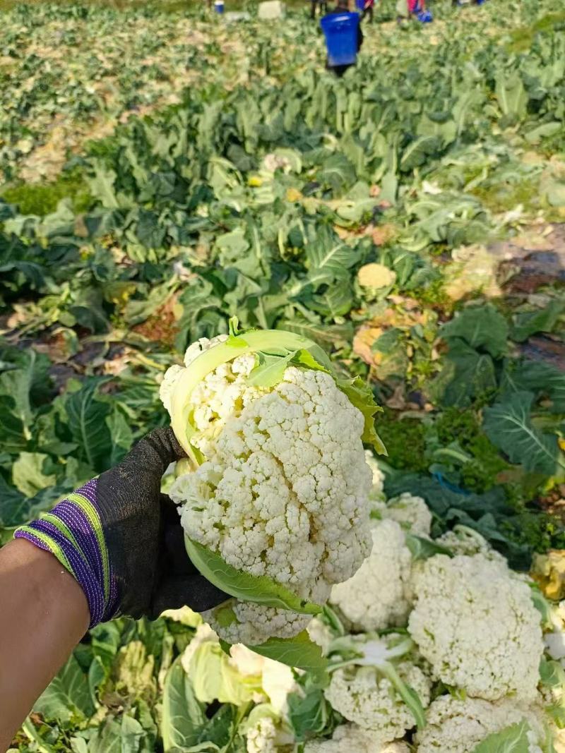 【立即下单】四川松花菜菜花价格真实品质保证支持视频看货
