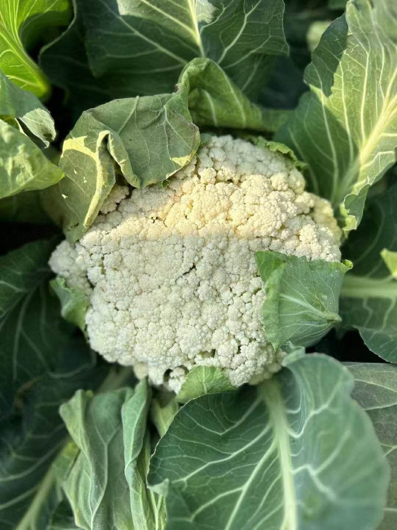 【立即下单】四川松花菜菜花价格真实品质保证支持视频看货