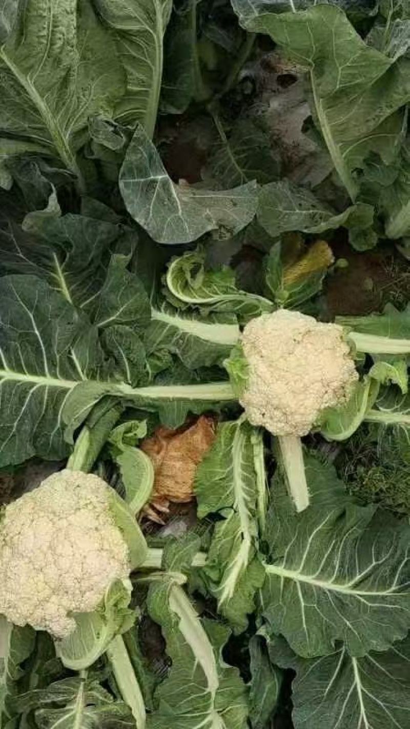 【立即下单】四川松花菜菜花价格真实品质保证支持视频看货