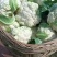 【立即下单】四川松花菜菜花价格真实品质保证支持视频看货