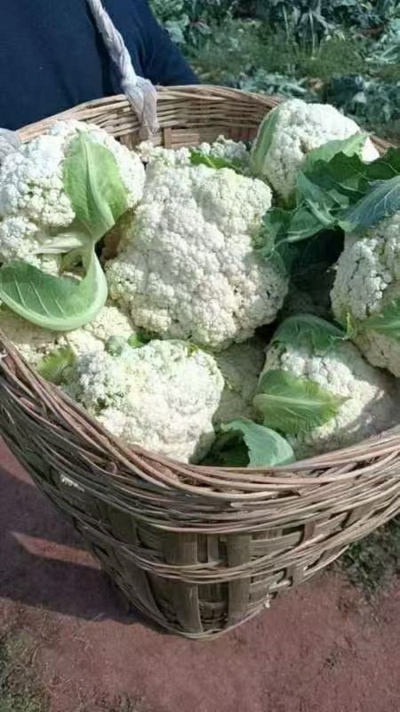 【立即下单】四川松花菜菜花价格真实品质保证支持视频看货