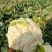 【立即下单】四川松花菜菜花价格真实品质保证支持视频看货