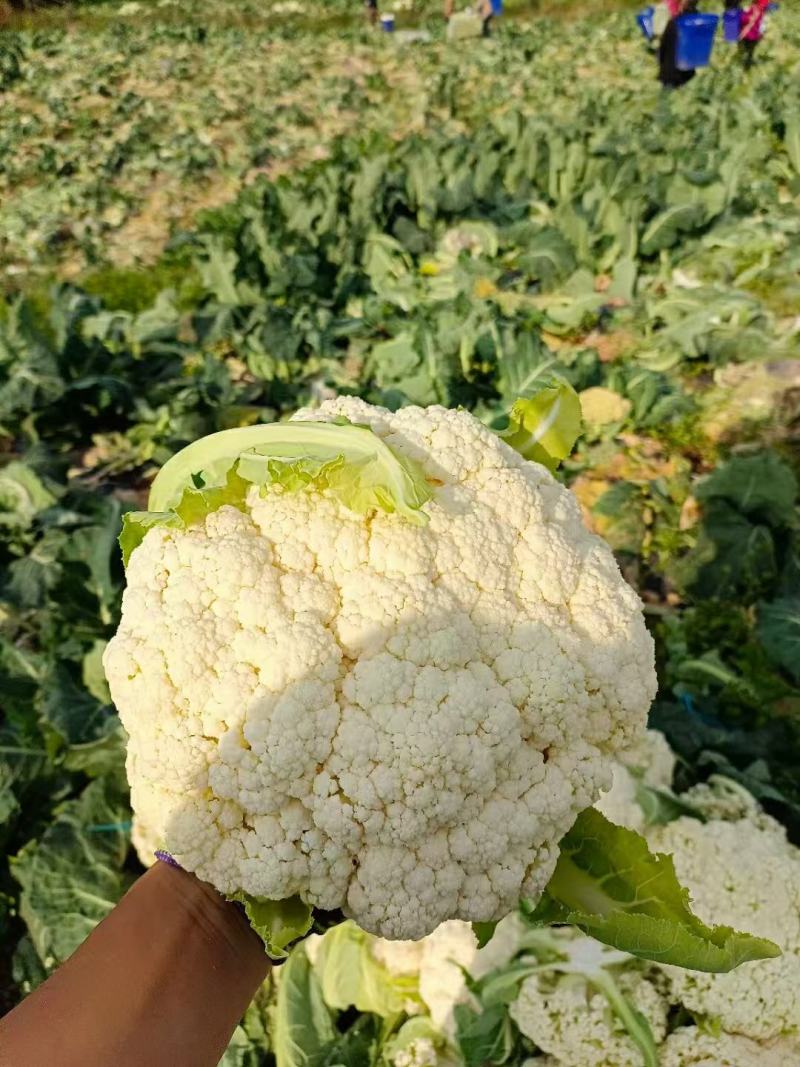 【立即下单】四川松花菜菜花价格真实品质保证支持视频看货