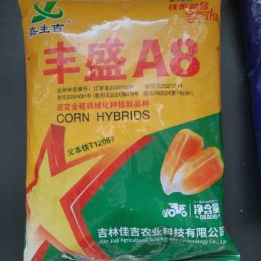 丰盛A8货源充足，专做玉米种子追求品质