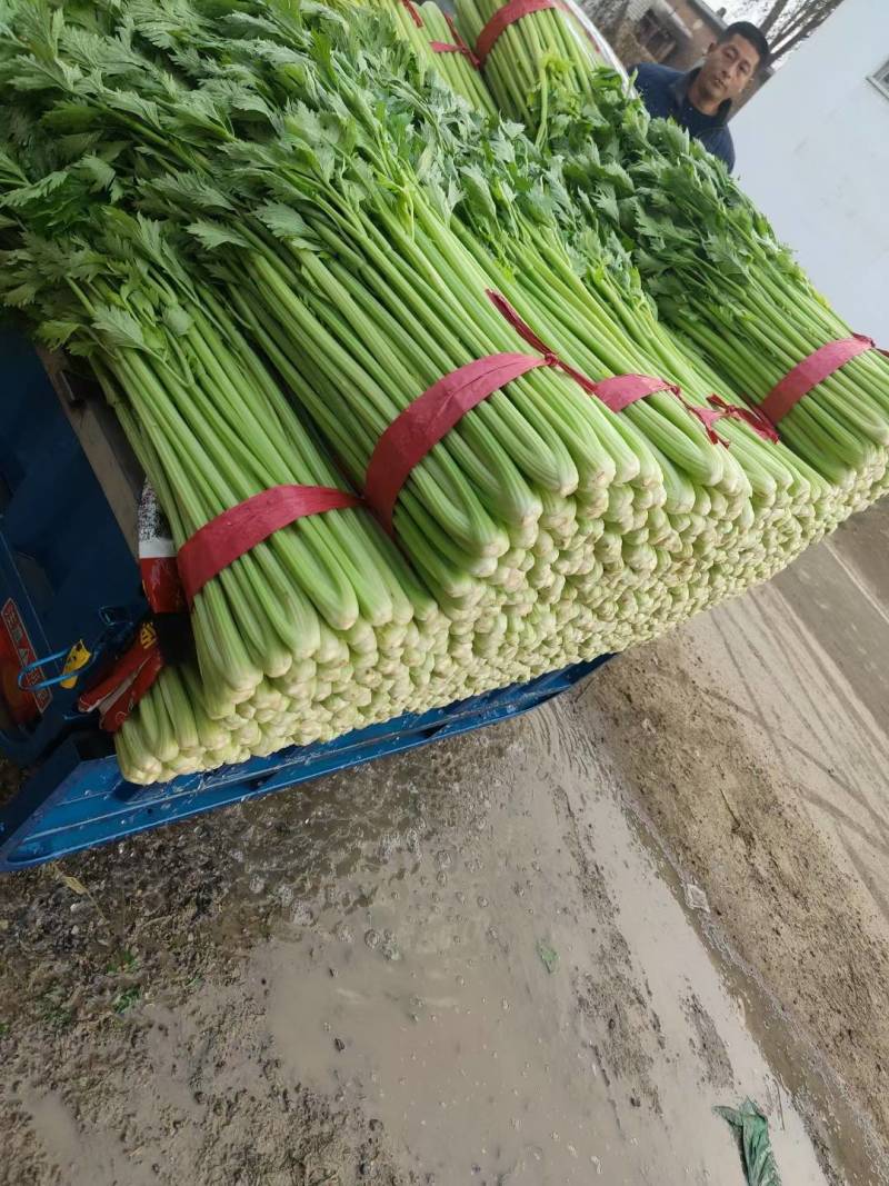 西芹聊城精品芹菜皇后芹菜货源稳定代收代发全国市场