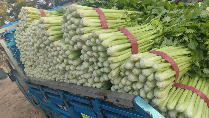 西芹聊城精品芹菜皇后芹菜货源稳定代收代发全国市场