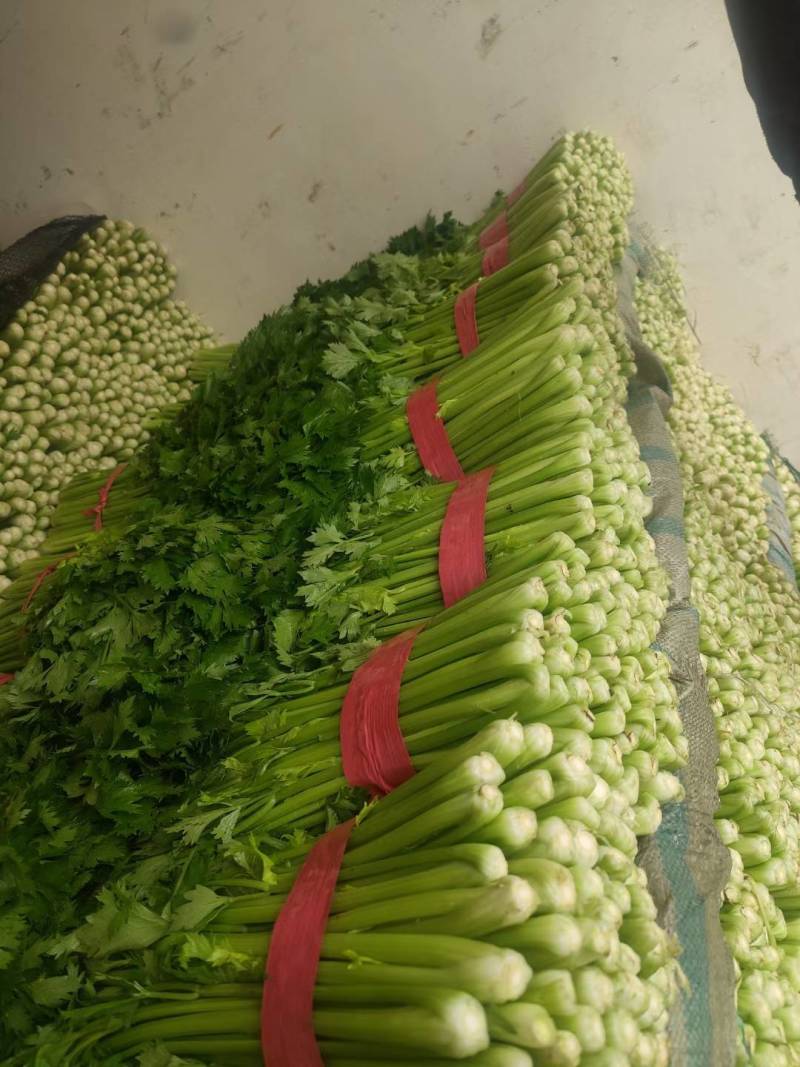 西芹聊城精品芹菜皇后芹菜货源稳定代收代发全国市场