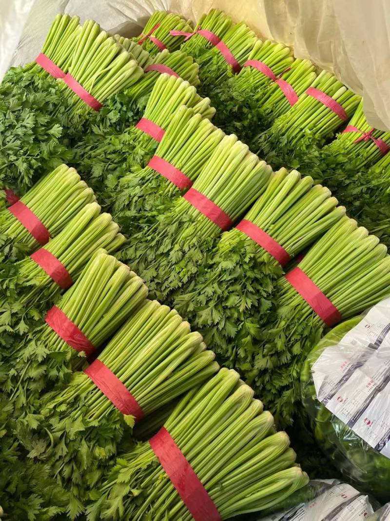 西芹聊城精品芹菜皇后芹菜货源稳定代收代发全国市场