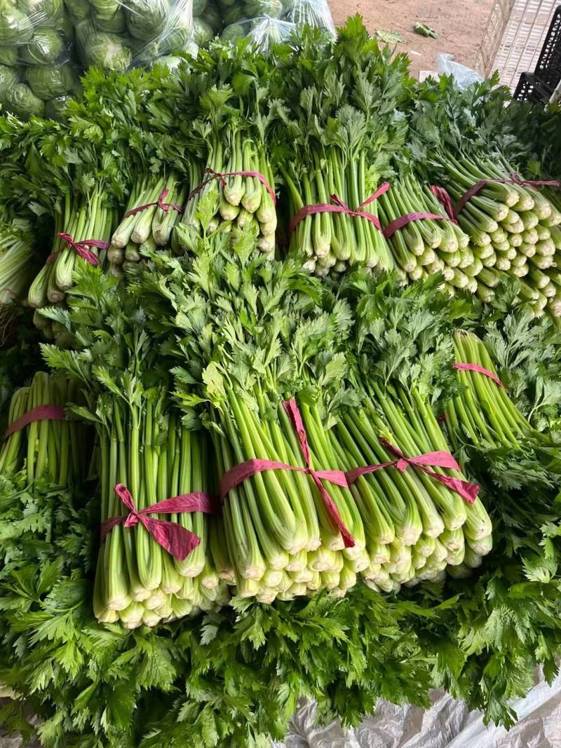 西芹聊城精品芹菜皇后芹菜货源稳定代收代发全国市场