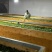 茶红茶鲁司贡茶量大从优一手货源欢迎咨询