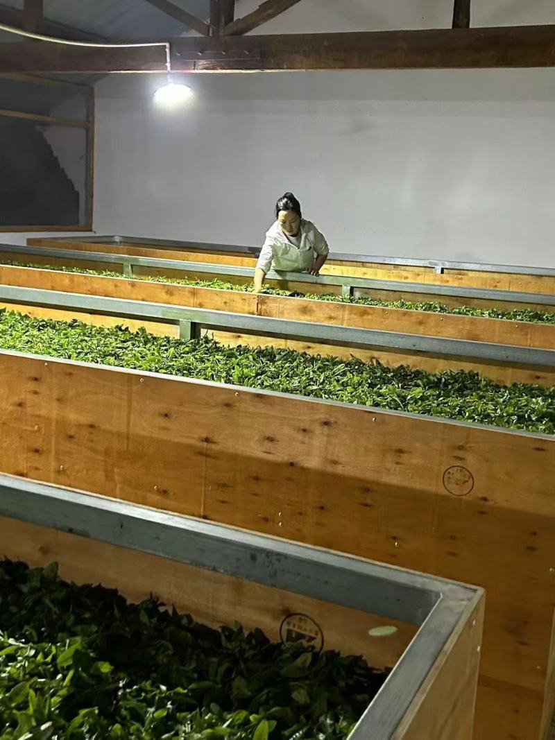 茶红茶鲁司贡茶量大从优一手货源欢迎咨询