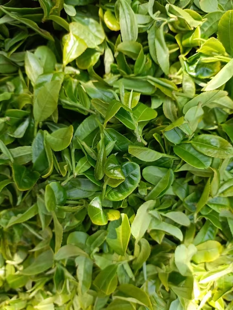 茶红茶鲁司贡茶量大从优一手货源欢迎咨询