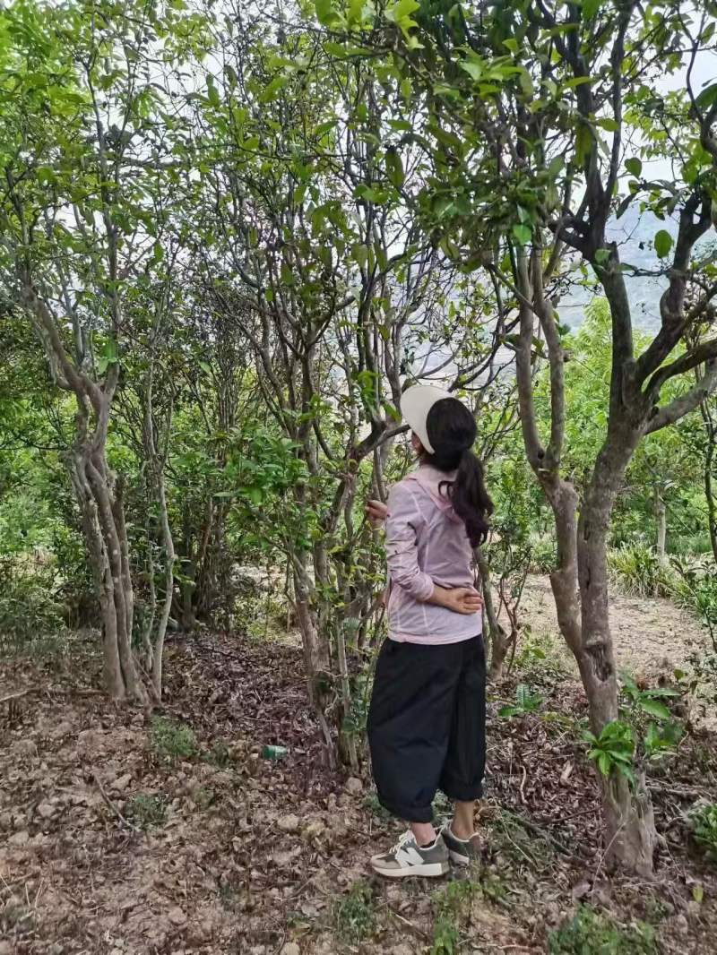 茶红茶鲁司贡茶量大从优一手货源欢迎咨询