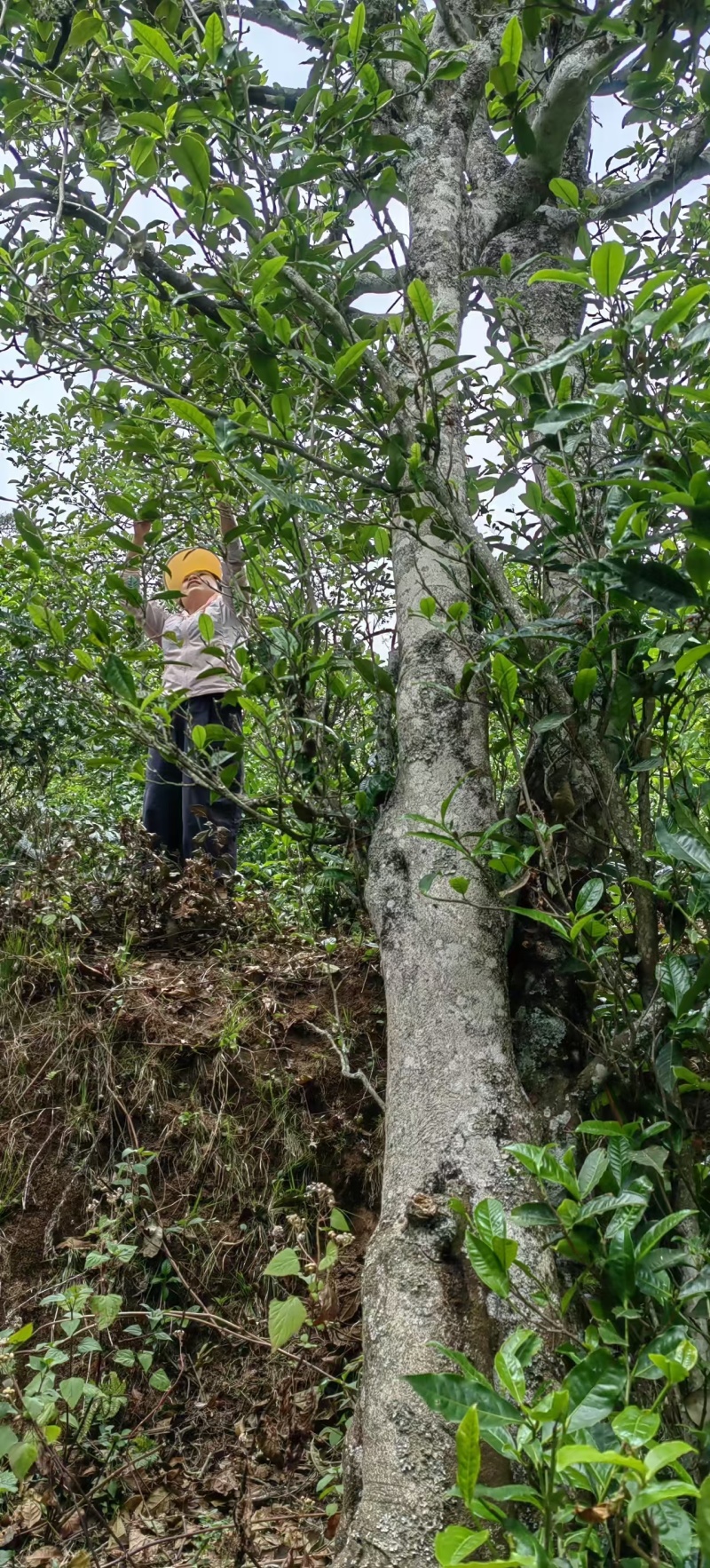 茶红茶鲁司贡茶量大从优一手货源欢迎咨询