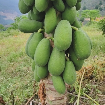 大青木瓜