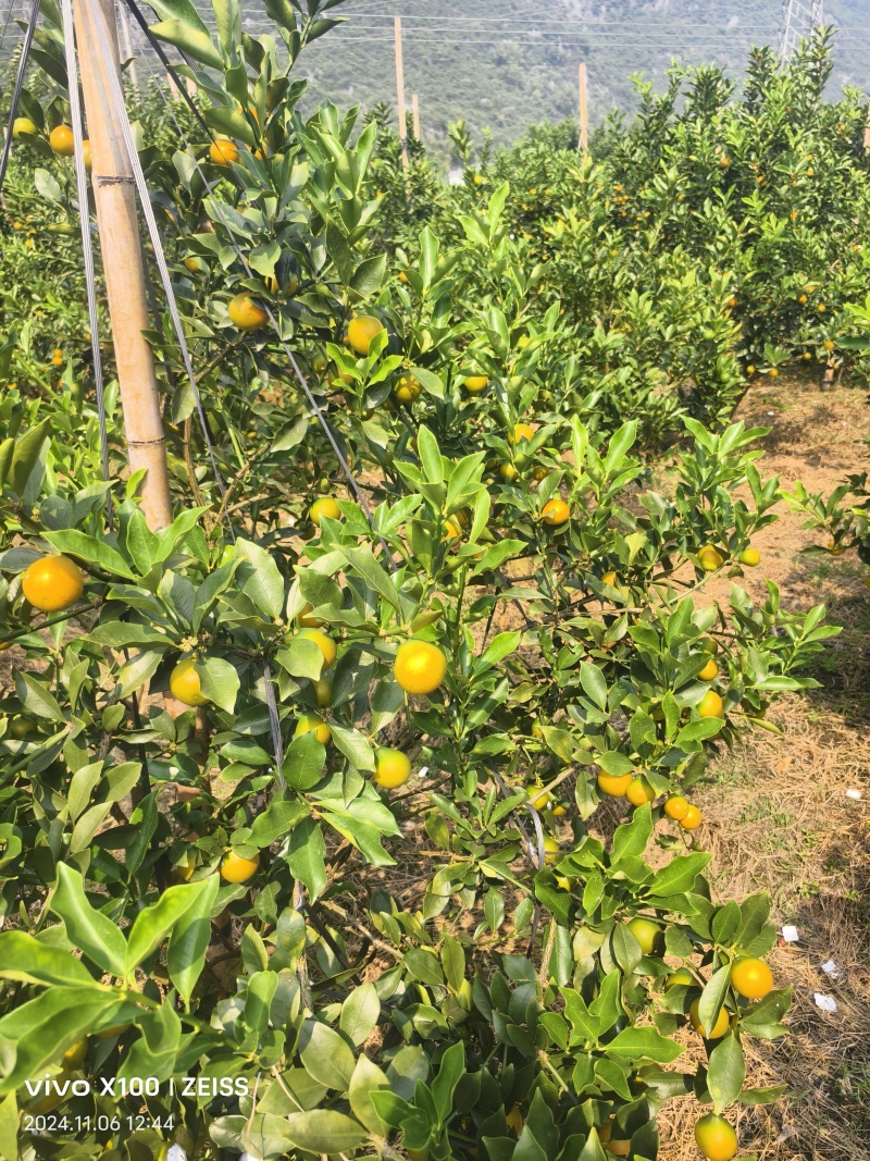 翠蜜金桔