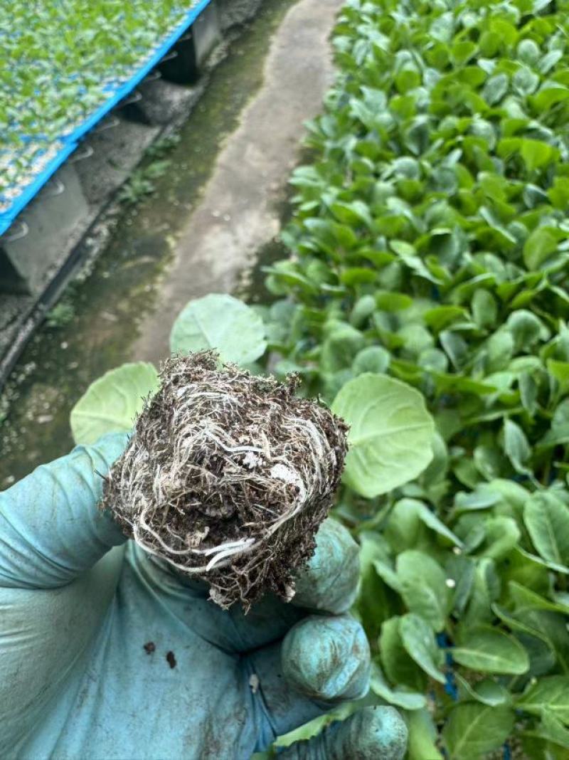 耐热，耐寒西蓝花苗，炎秀，寒秀西蓝花苗，西兰花穴盘苗