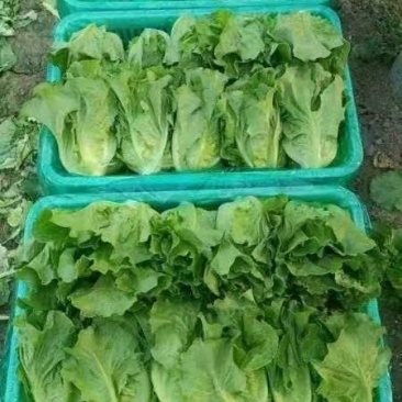 生菜
