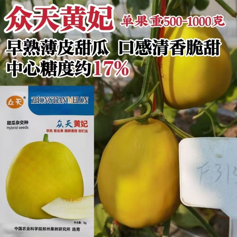 众天黄妃甜瓜种子薄皮早熟脆酥香甜梨形黄皮香瓜种籽脆甜水果