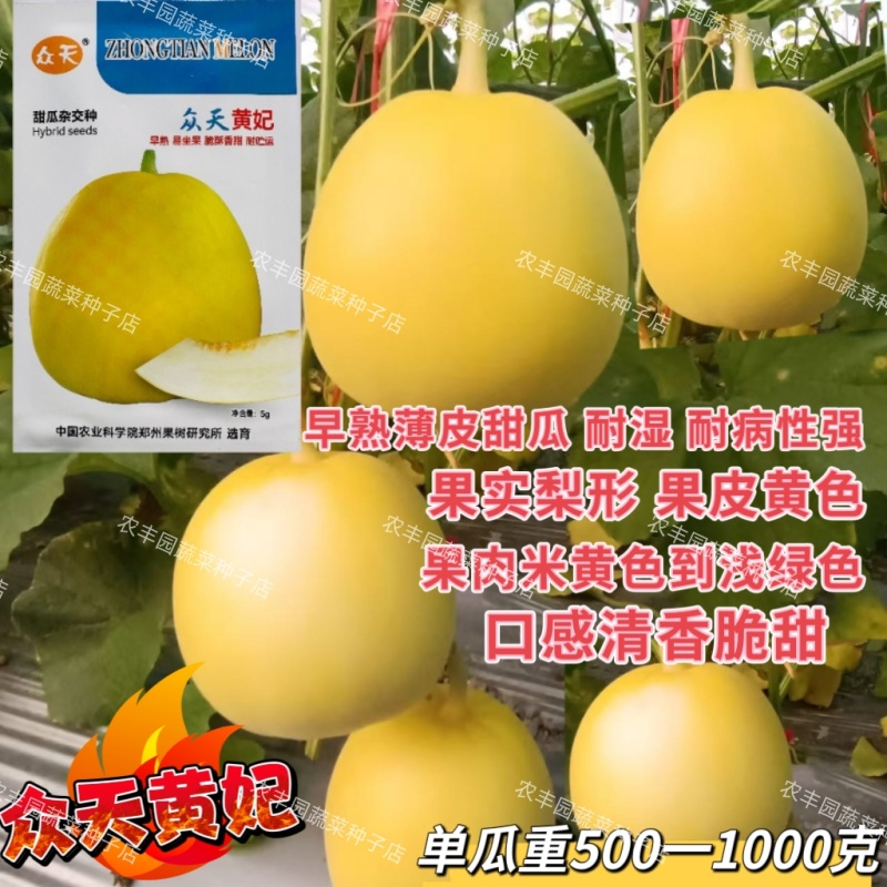 众天黄妃甜瓜种子薄皮早熟脆酥香甜梨形黄皮香瓜种籽脆甜水果