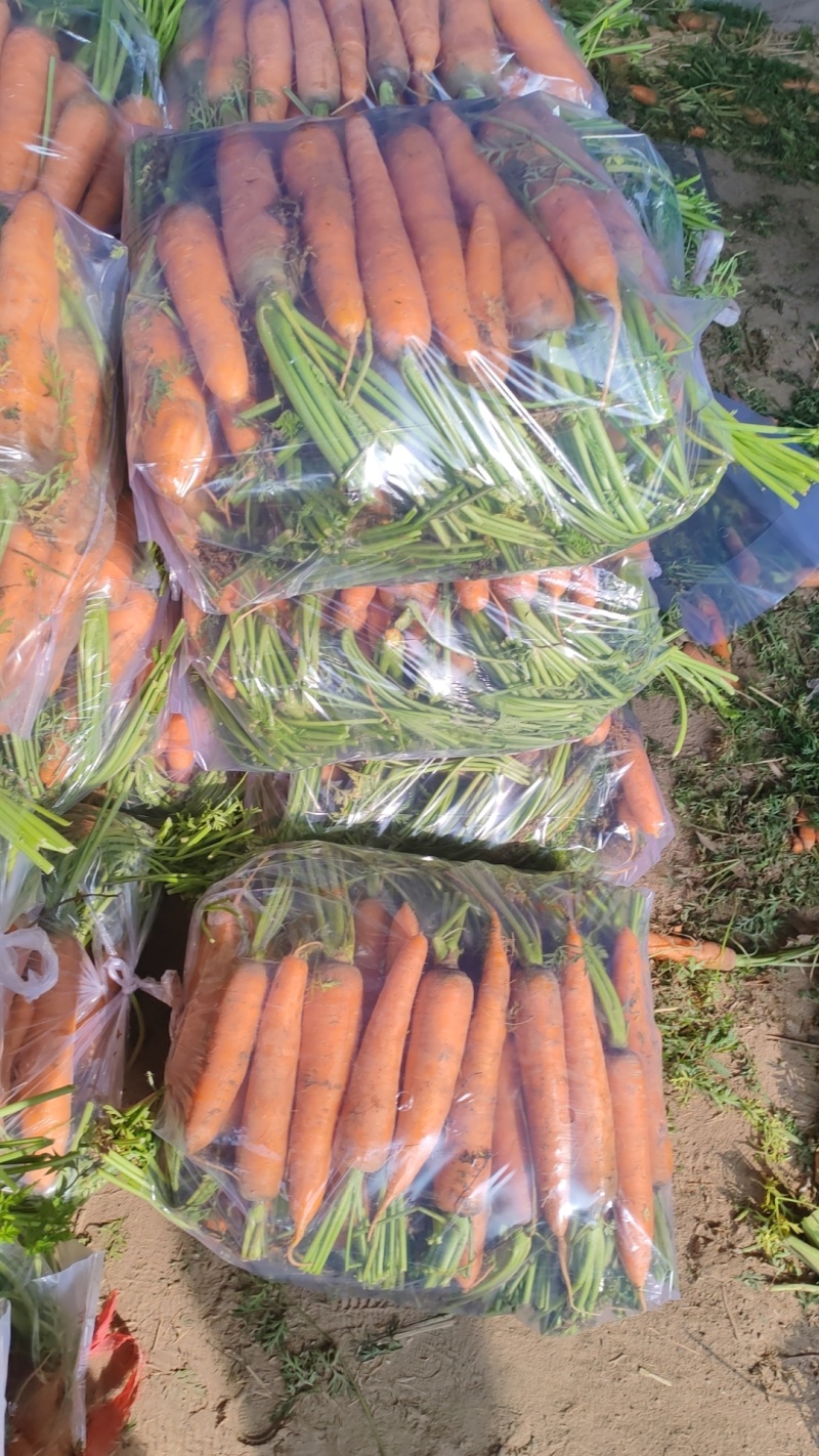 开封沙地半叶胡萝卜大量供应胡萝卜水洗精品胡萝卜