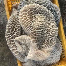 新鲜金钱肚，蜂窝肚