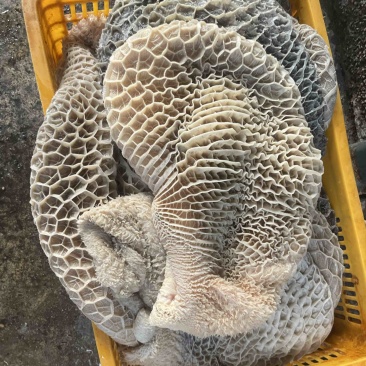 新鲜金钱肚，蜂窝肚