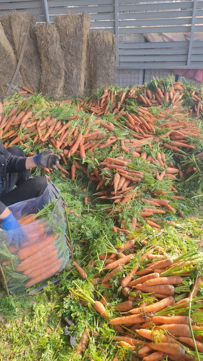 开封沙地半叶胡萝卜大量供应胡萝卜水洗精品胡萝卜