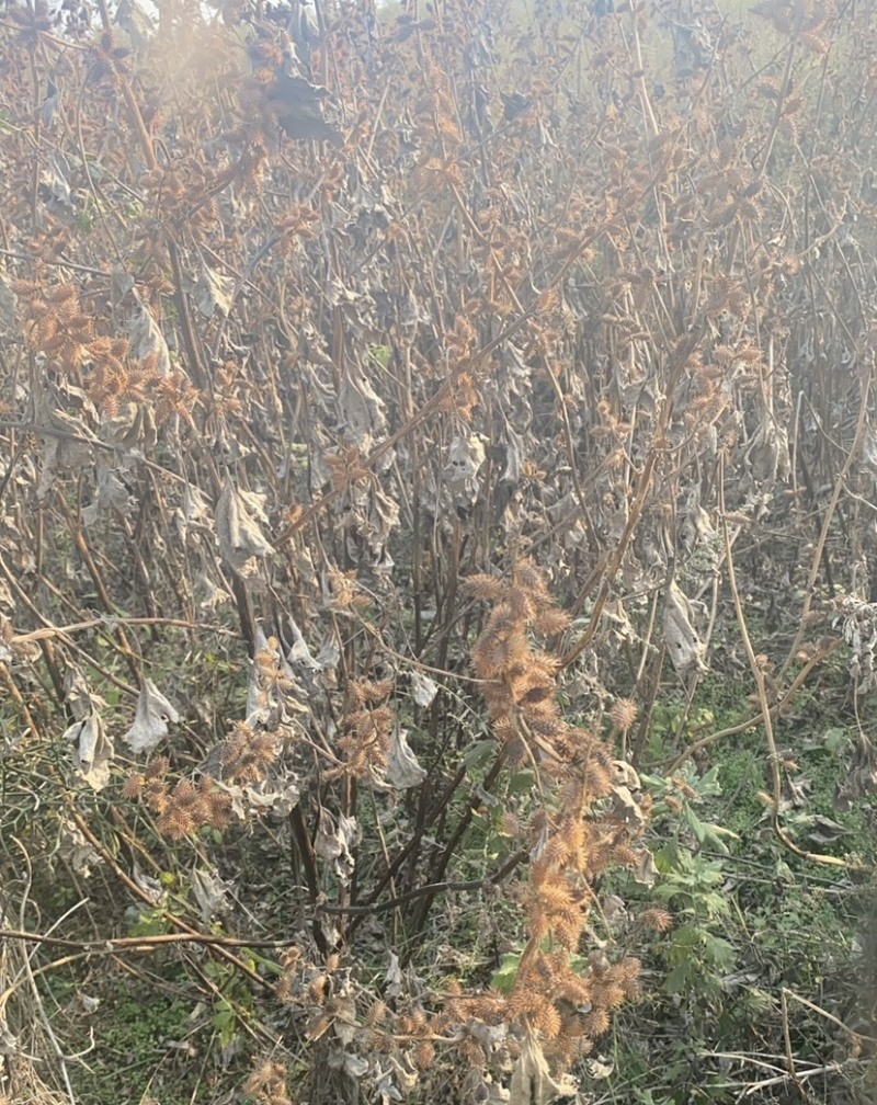 苍耳子一野生苍子自产自销量大从优保证质量
