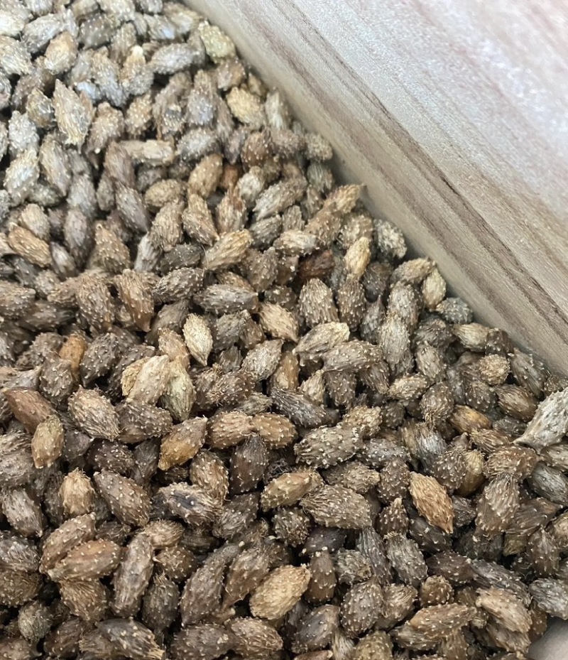 苍耳子一野生苍子自产自销量大从优保证质量