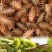苍耳子一野生苍子自产自销量大从优保证质量