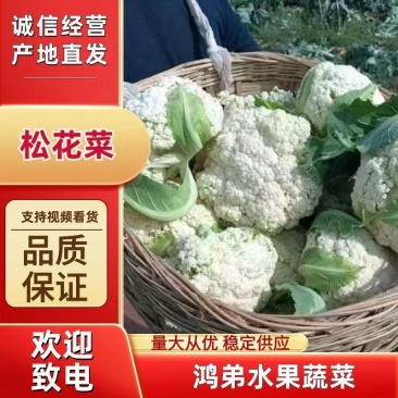 【立即下单】四川松花菜菜花价格真实品质保证支持视频看货
