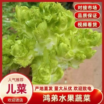 【发货快】四川儿菜，对接全国品质保证欢迎各位前来选购，