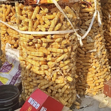 玉米