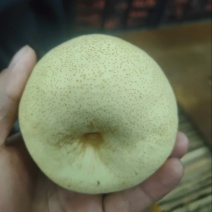 精品王果酥梨基地直发规格齐全脆甜汁多支持视频看货