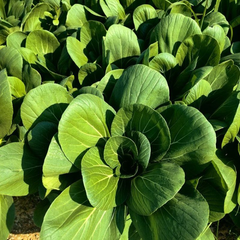 上海青，白菜