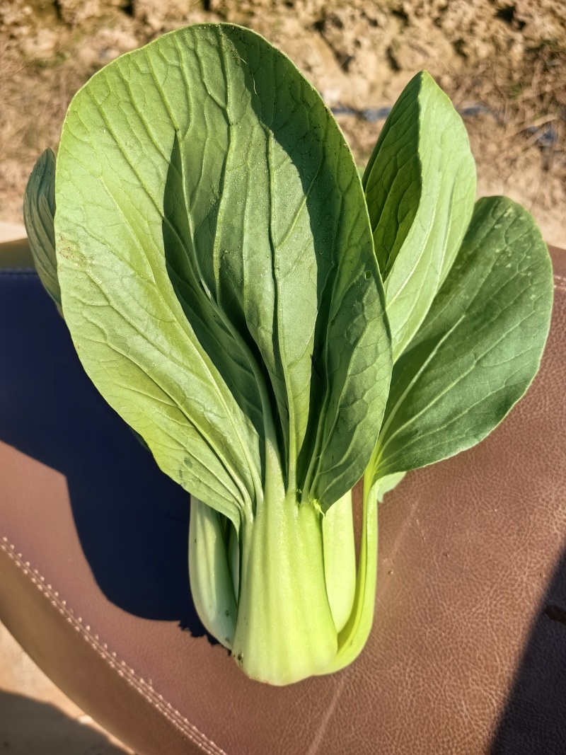 上海青，白菜