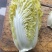 娃娃菜大量上巿了