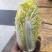 娃娃菜大量上巿了